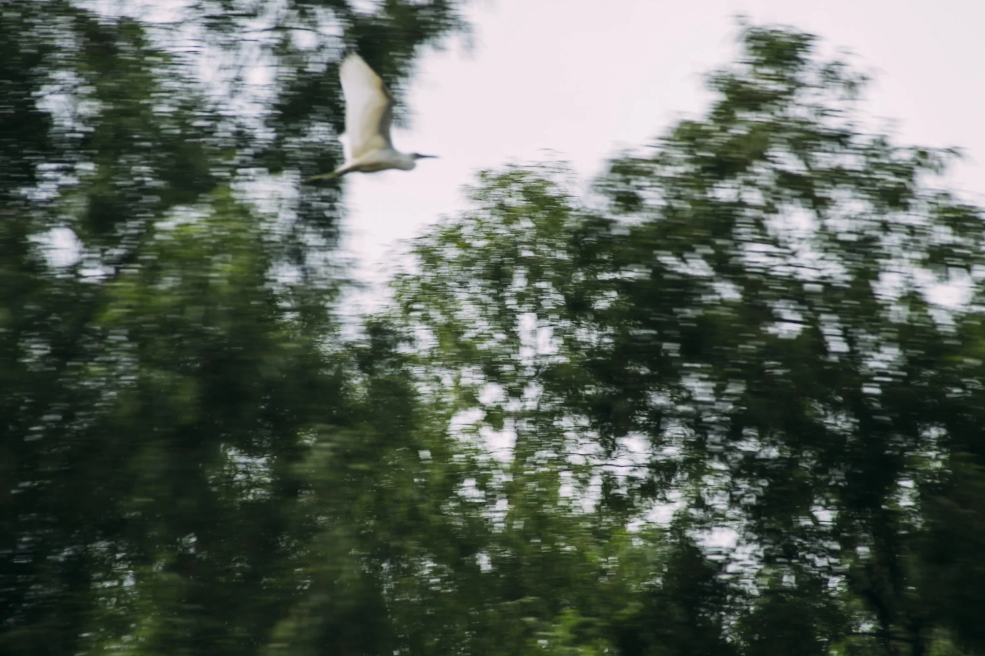 Atchafalaya Basin, LA, 2018 - Taliesin Gilkes-Bower