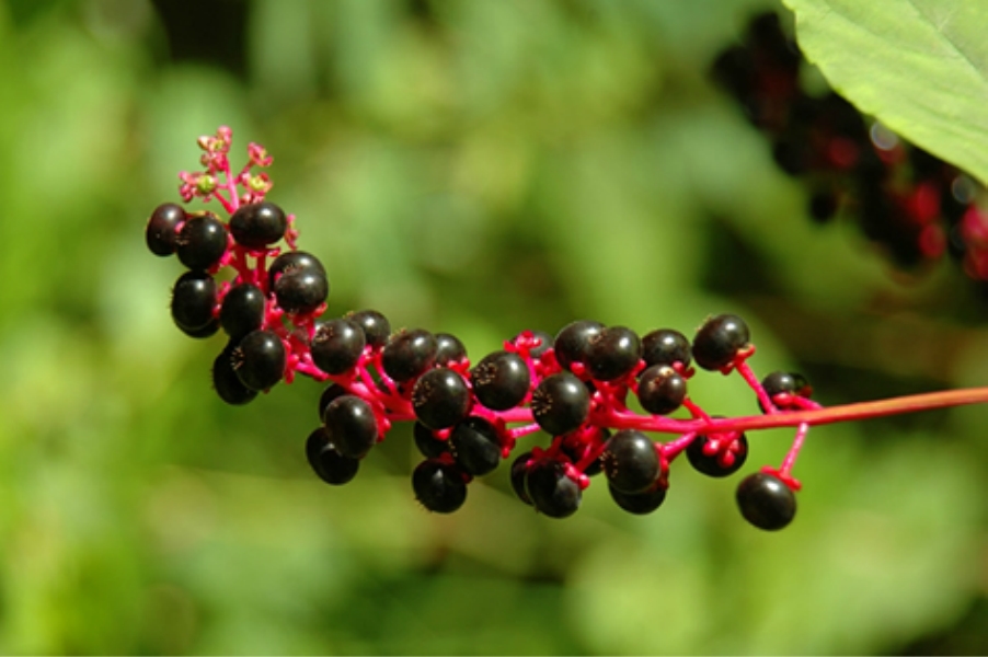 Teaneck Creek Conservancy Berries.jpg