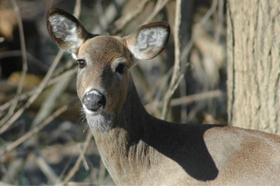  White-tailed deer looking at the camera 