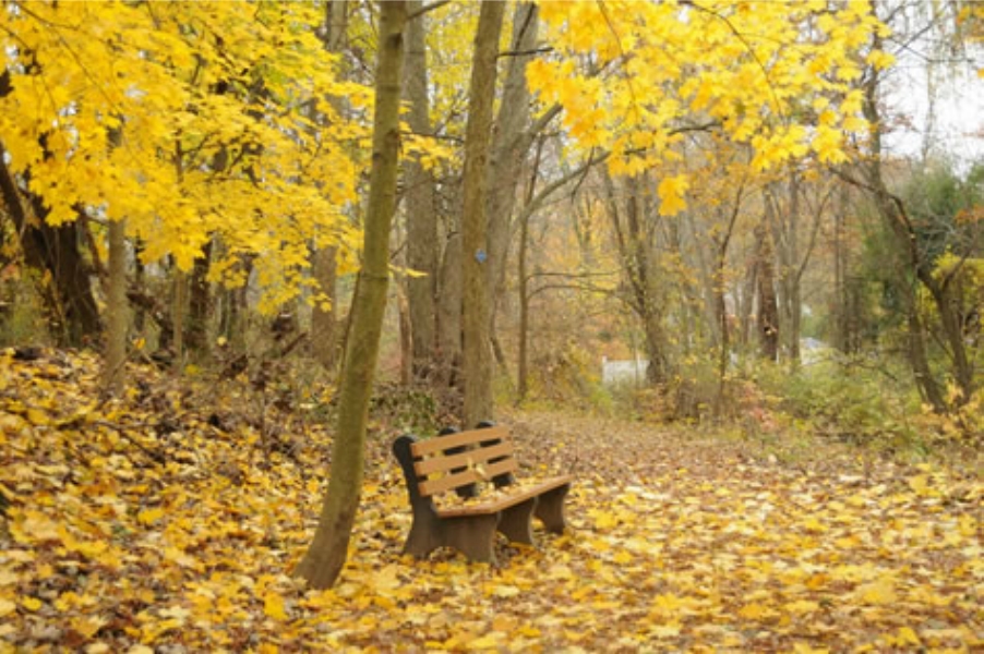  Bench at the base of the Puffin stairs surrounded by yellow leaves on the trees and the ground 