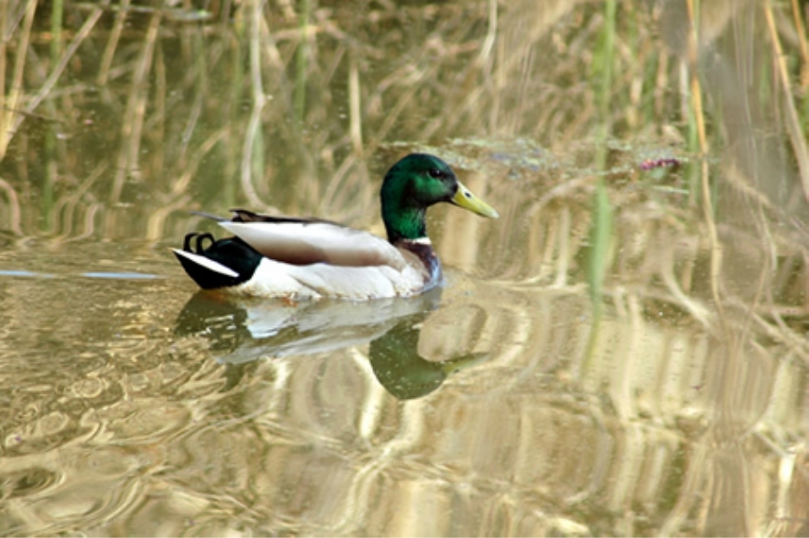 Teaneck Creek Conservancy Mallard.jpg