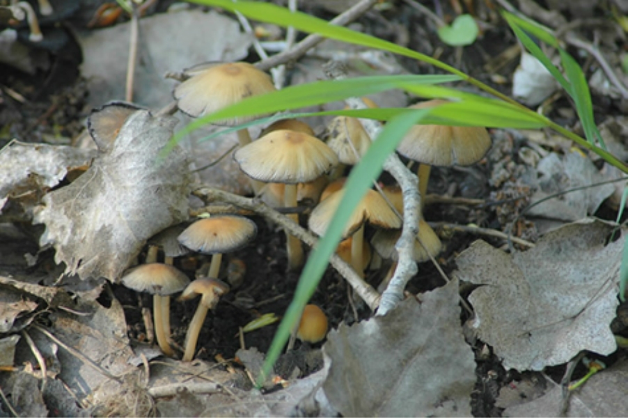  small tan capped mushrooms growing in the leaf litter 