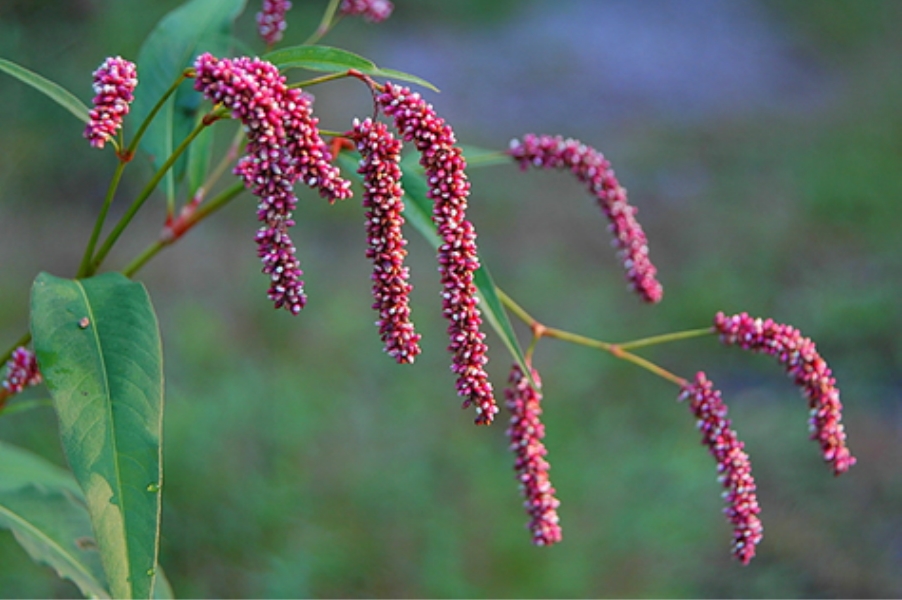  Long, delicate pink flowers in lengthy clusters hang down 