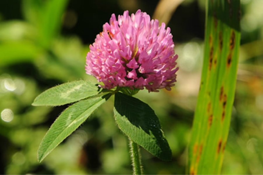  A pink flower with green leaves behind 