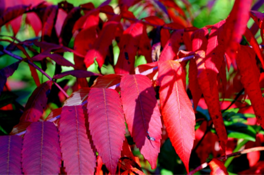  bright red leaves 