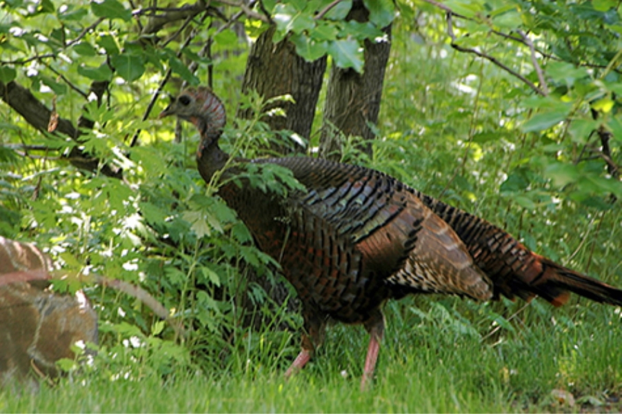 Teaneck Creek Conservancy Wild Turkey.jpg