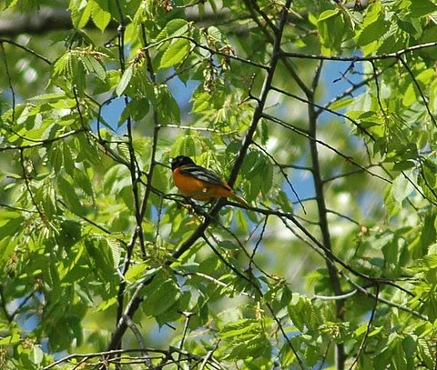 Baltimore Oriole.JPG