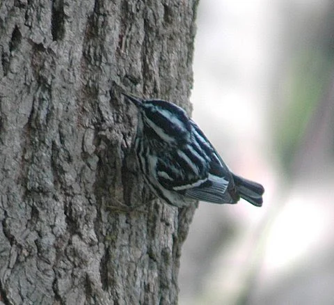 Black and white Warbler STRIPEY.JPG