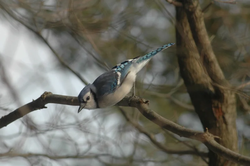 Blue Jay.JPG