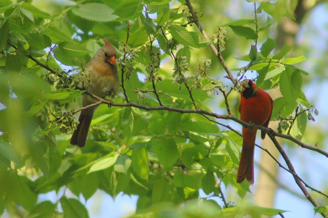 Cardinal (female and male).jpg