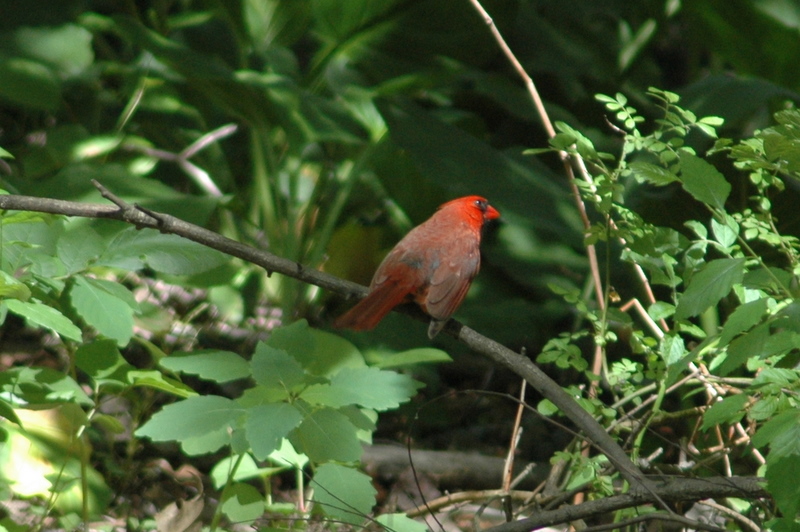 Cardinal.JPG
