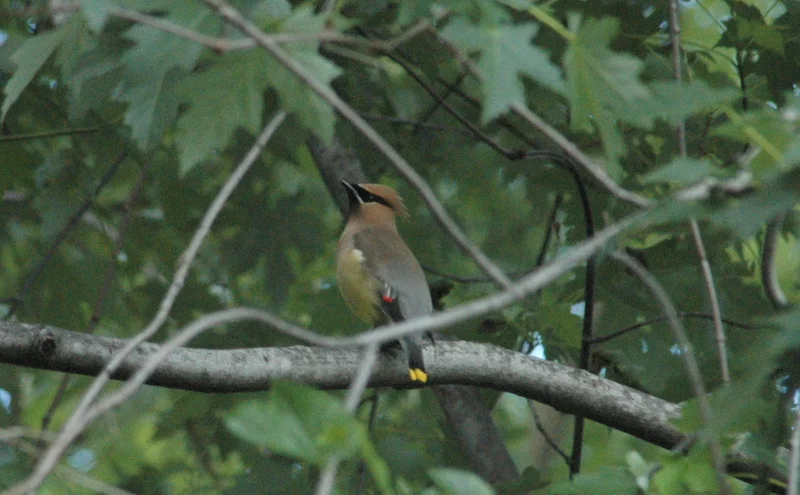 Cedar Waxwing.JPG