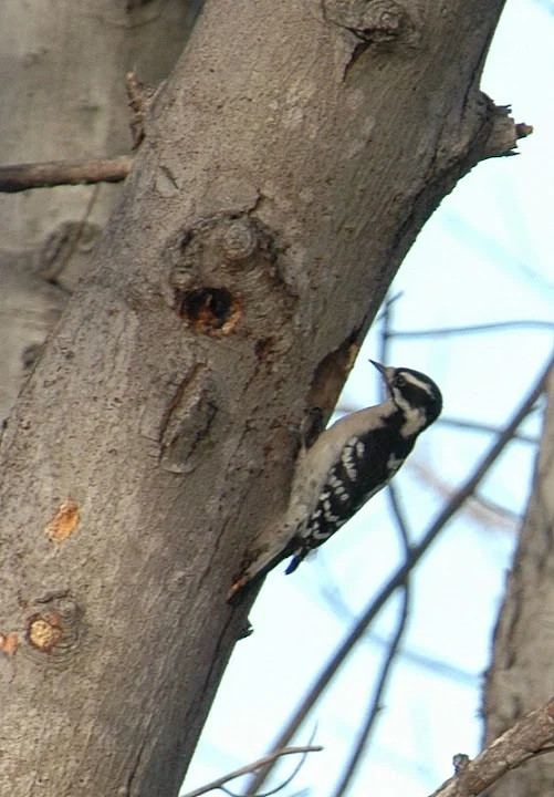 Downy Woodpecker.JPG