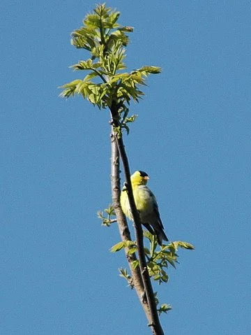 Eastern Goldfinch.JPG