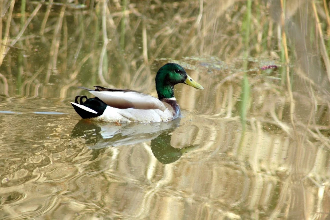 Mallard Male.jpg