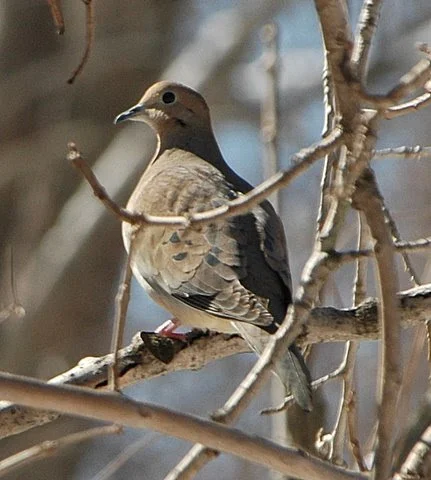 Mourning Dove.JPG