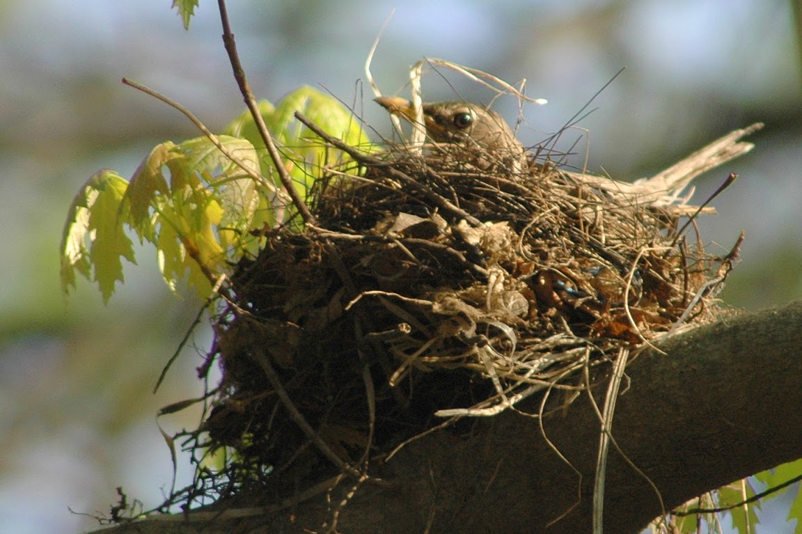 Nesting Robin.jpg