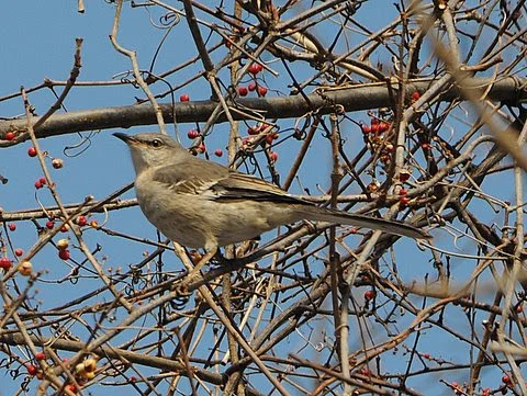Northern Mockingbird.JPG