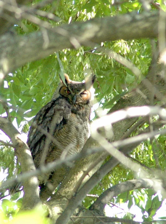 owl.JPG