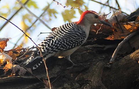 Red-Bellied Woodpecker.jpg