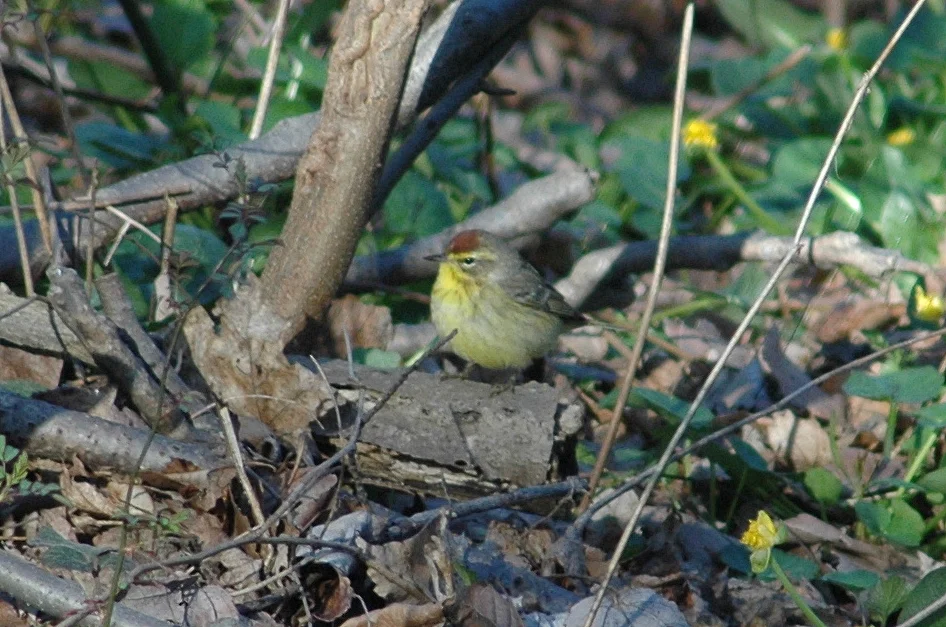 Palm Warbler.jpg