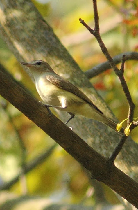 Red-eyed Vireo.jpg