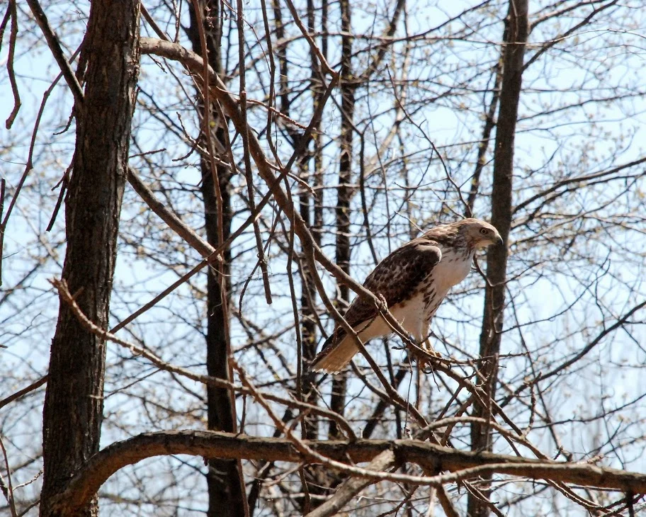 red-tailed hawk.JPG