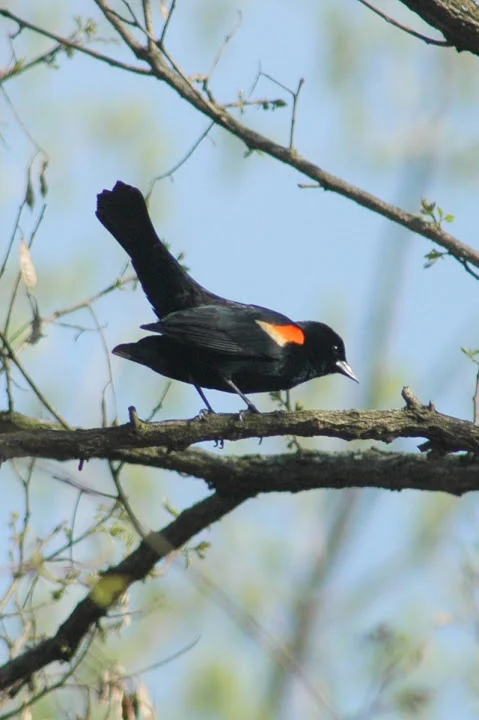 Redwing Blackbird.jpg