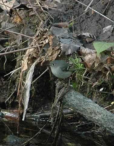 Ruby-Crowned Kinglet.JPG