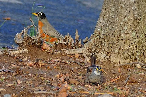 robin and sparrow.jpg