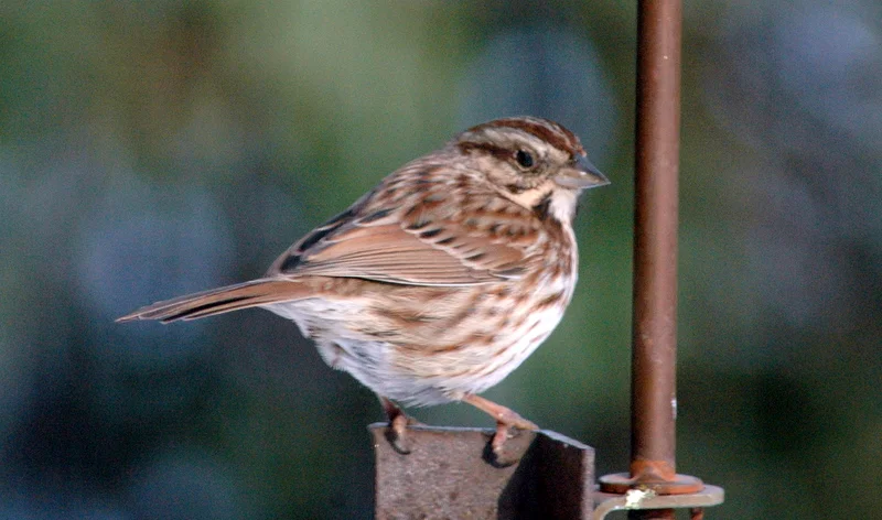 Sparrow 1.JPG
