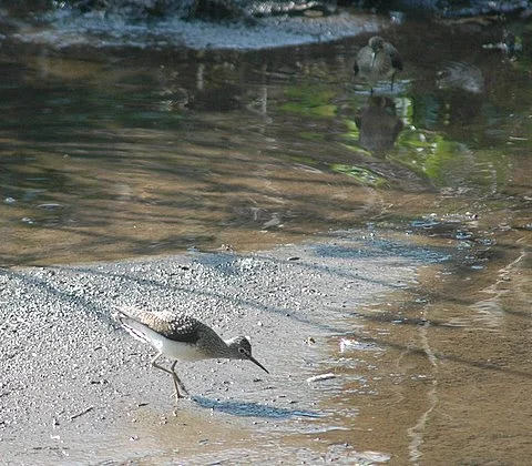 SPOTTED SANDPIPER.JPG