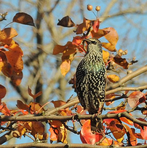 Starling.jpg