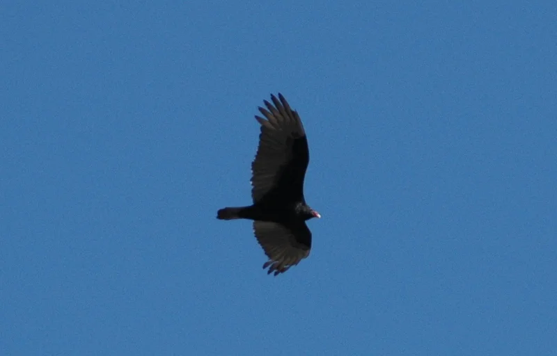 Turkey Vulture.JPG