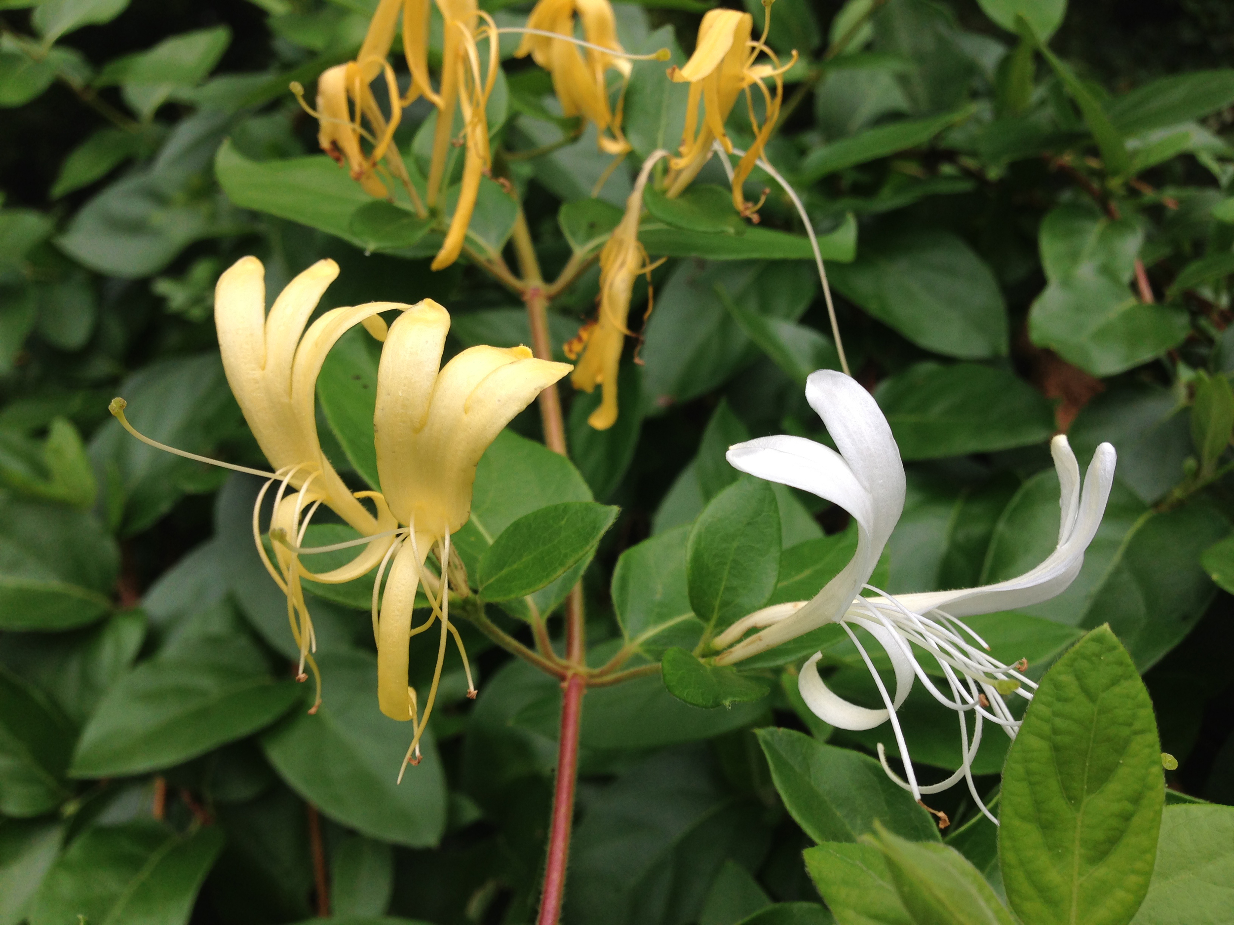 Japanese Honeysuckle