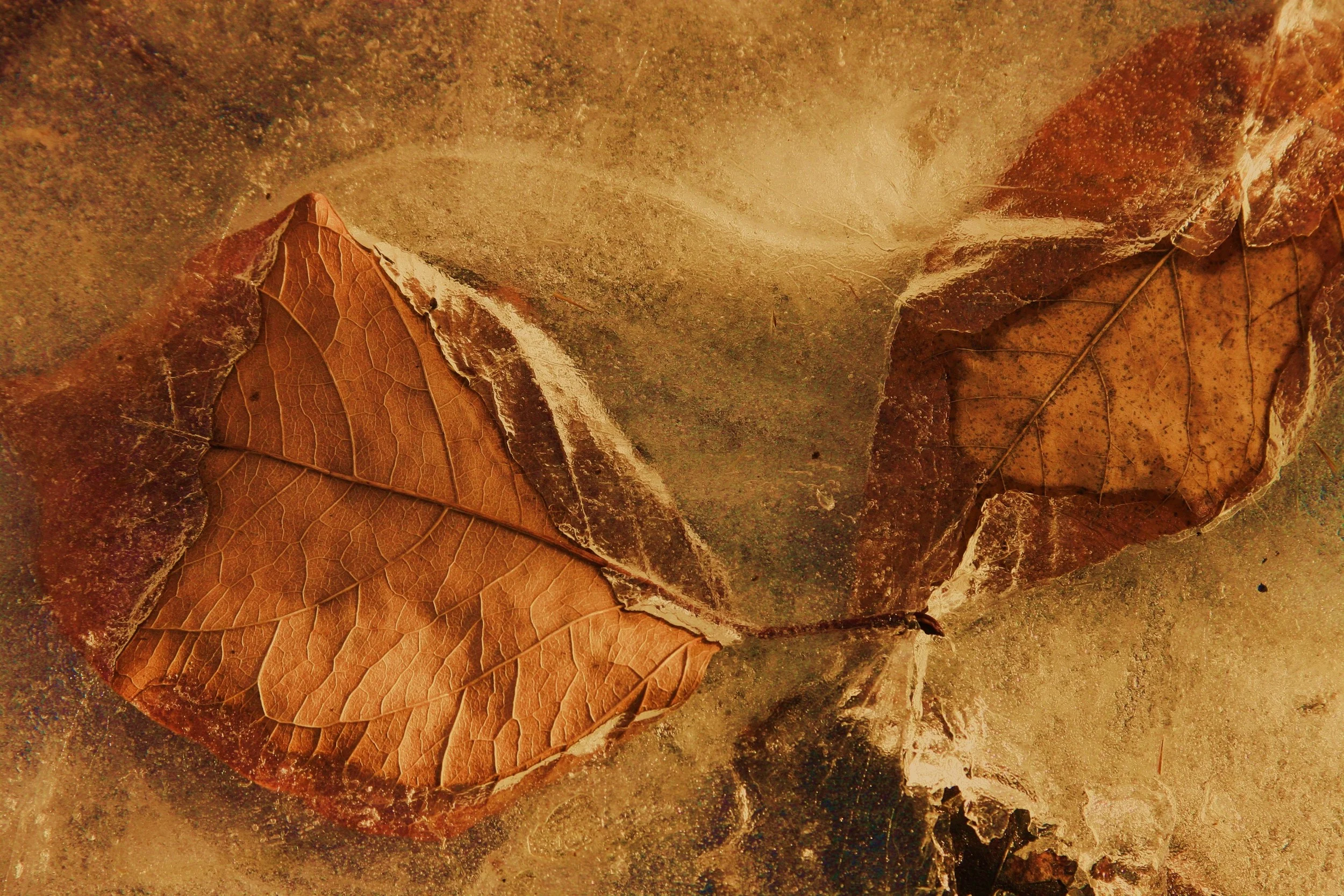 Land of the Lenape Day