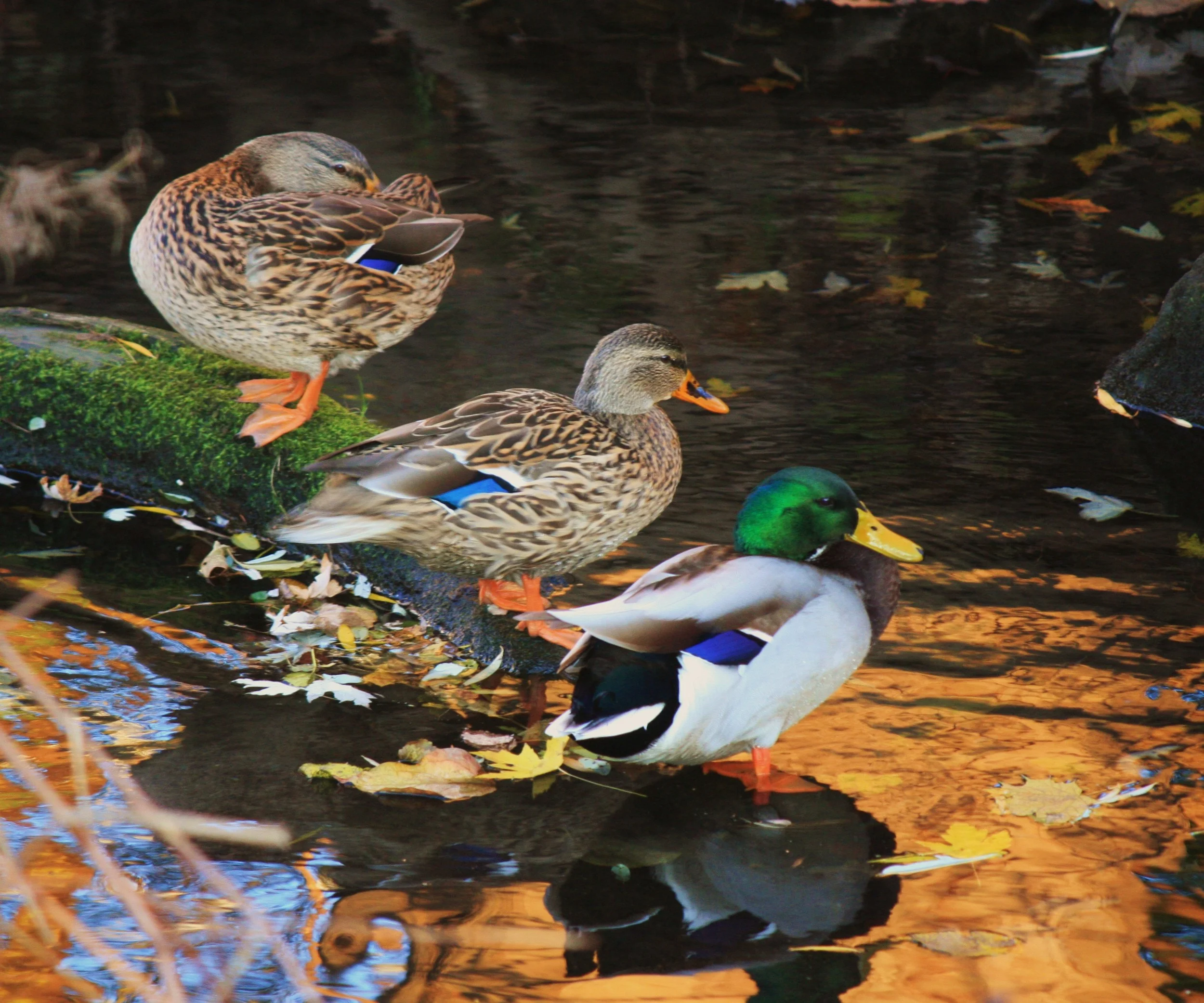 Bergen County Audubon Society Native Plant Walk 