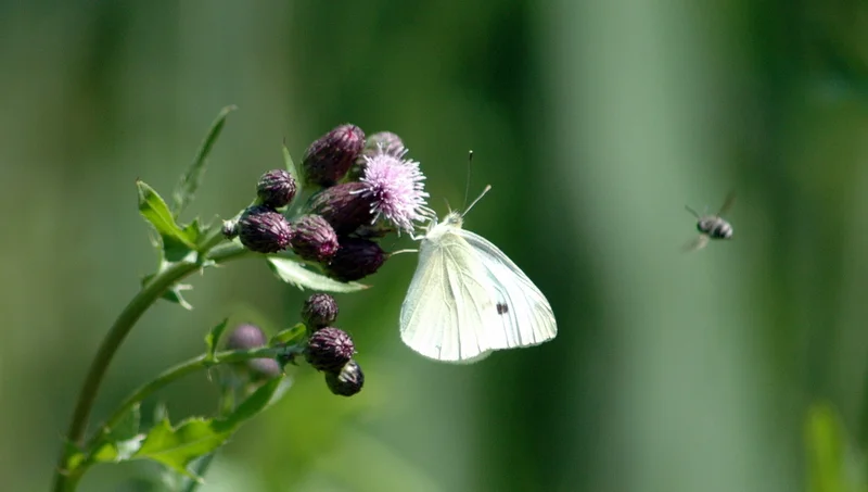 Teaneck Farmer's Market Butterfly Festival 