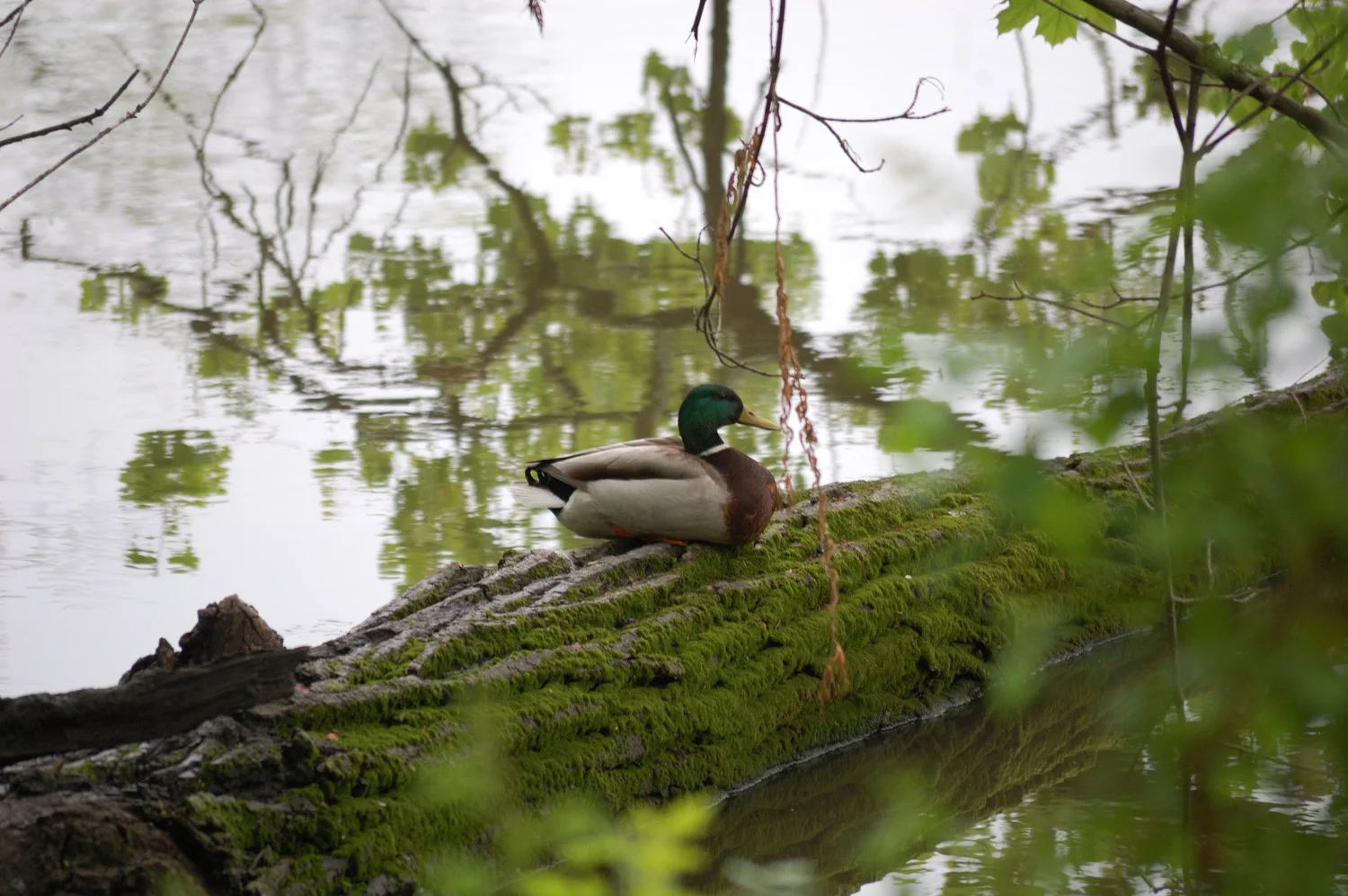 Friends of the Hackensack River Greenway