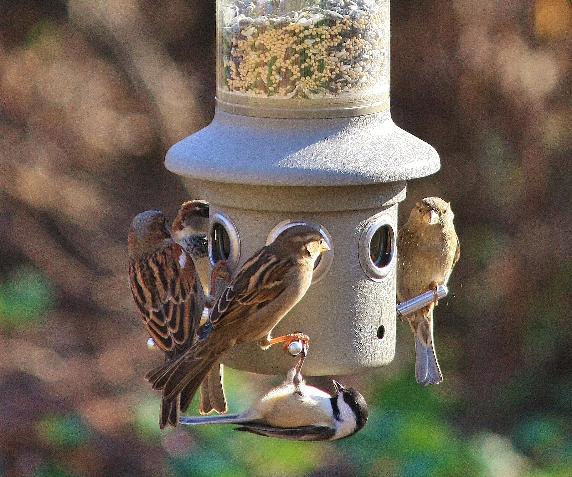 Project Feeder Watch