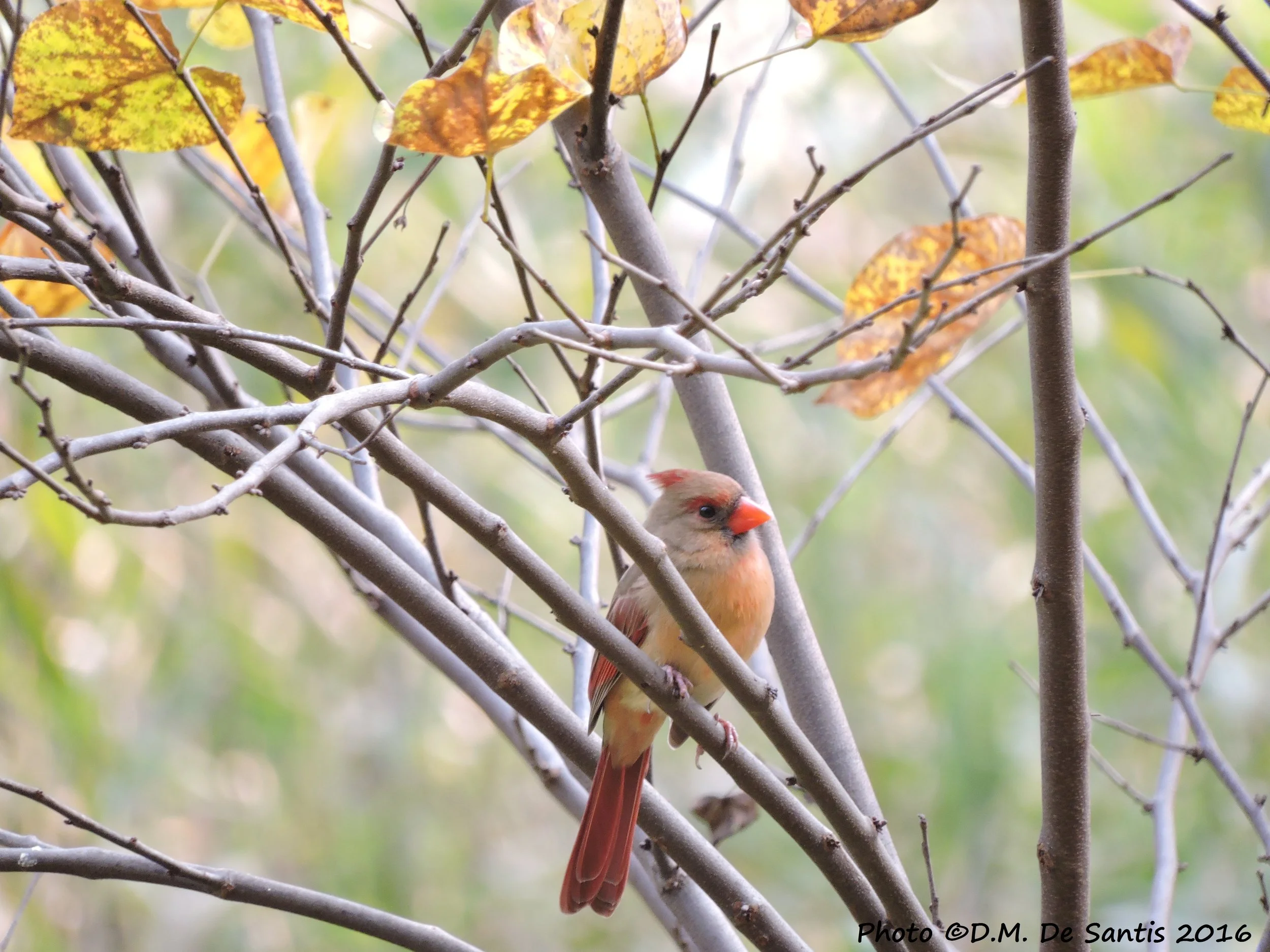 Bergen County Audubon Society Walk