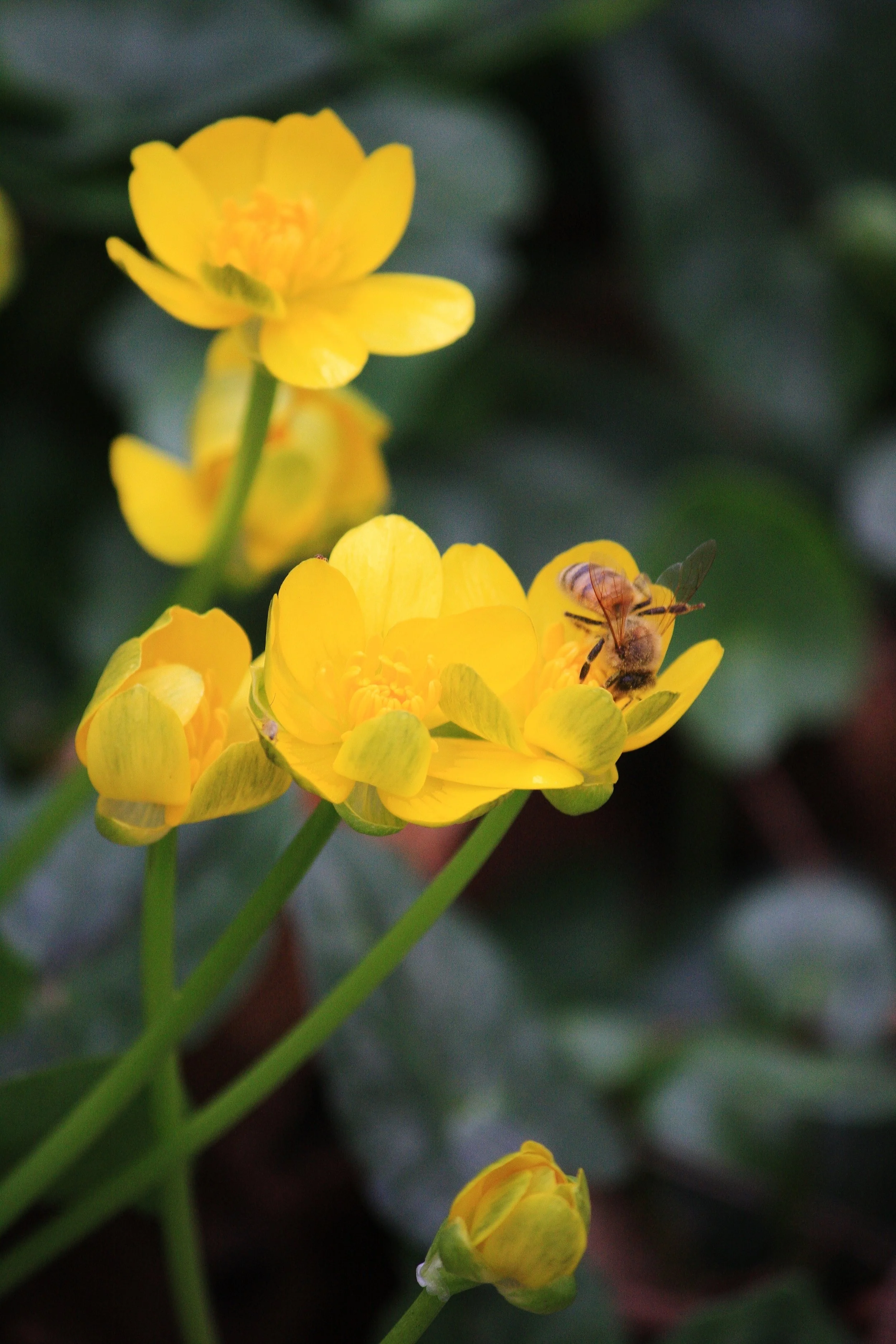 Party for the Planet