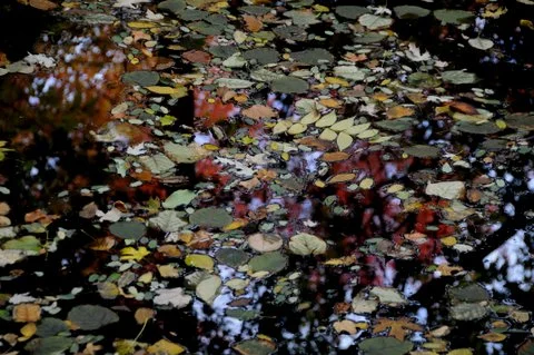 Outdoor Earth Week Green Fair and Market