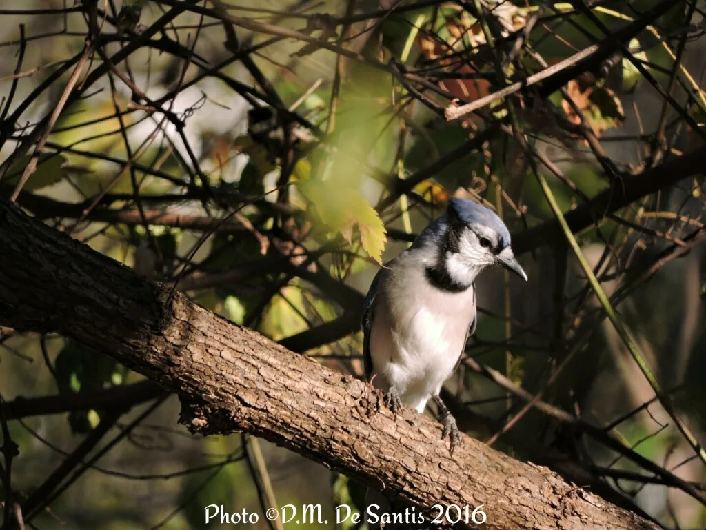 BCAS Bird Walk