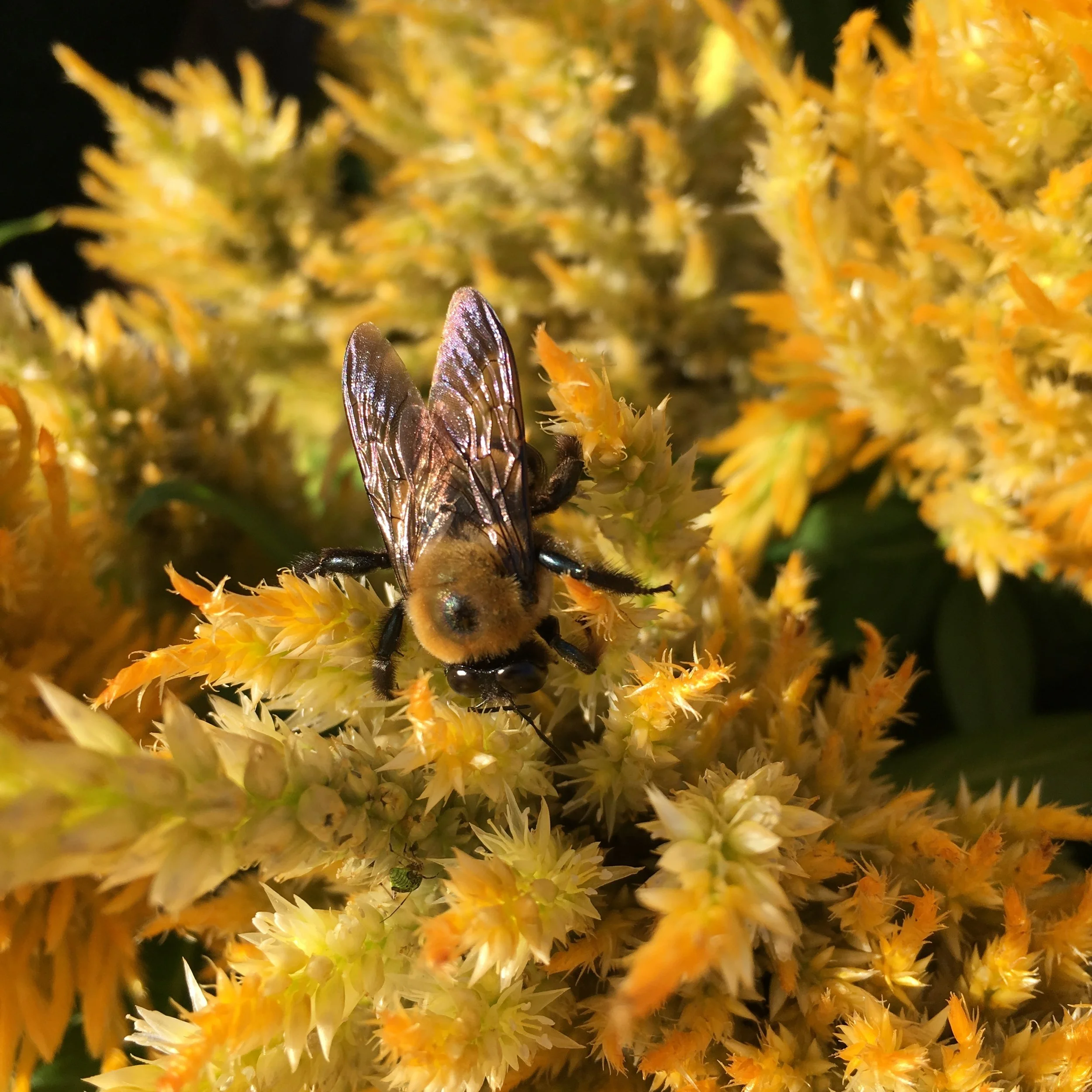 Teaneck Farmers Market