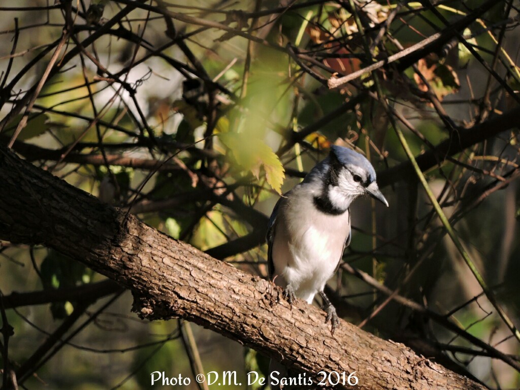 Butterfly gardening seminar in the butterfly garden