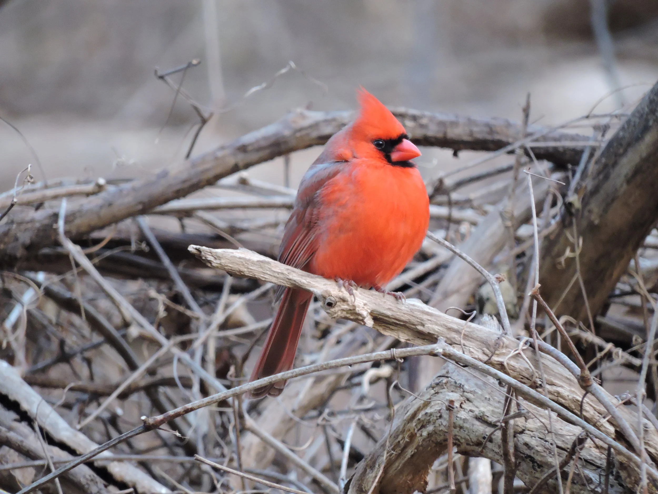 cardinal tcc (2).JPG