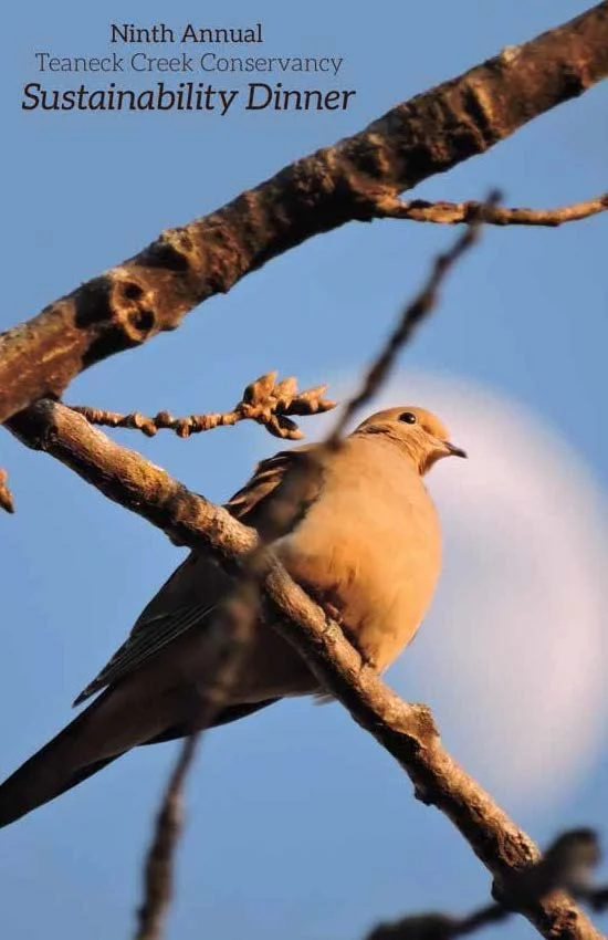 2017 TCC Ad Journal copy_Page_01.jpg