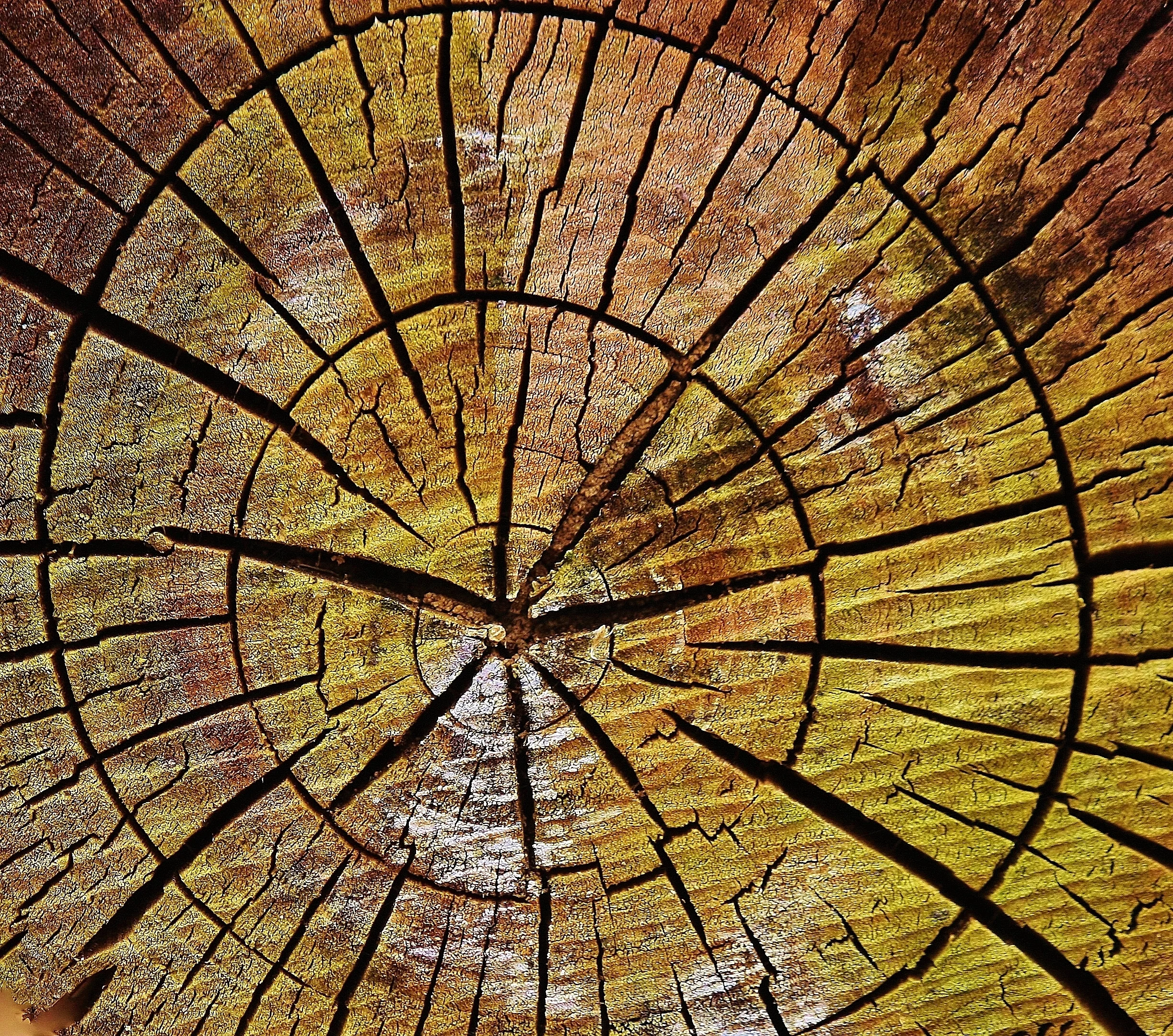 Meadowlands Take My Hand: Poetry about the Hackensack Meadowlands