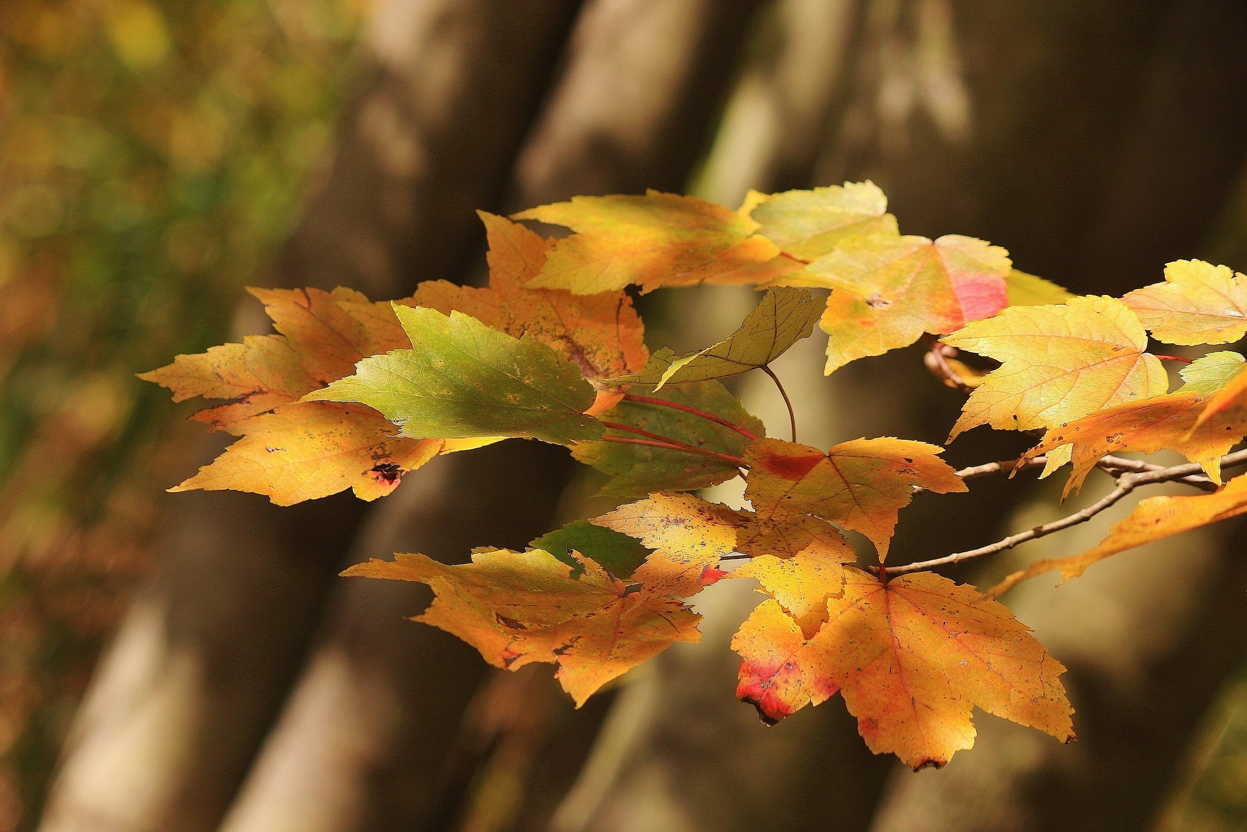 Finding Balance through Gardening